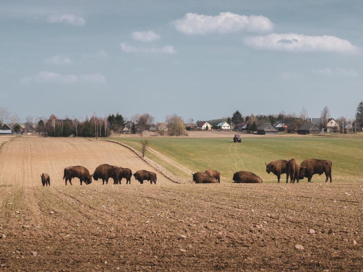 Lesna 21 Dom Poludnie Przy Puszcza Bialowieska Luka Buitenkant foto